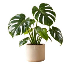 Plant with background removed